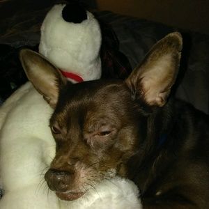 Meet your Posher, Amy